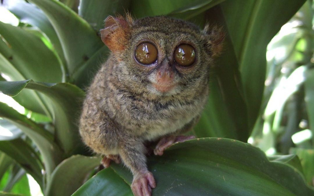 Tarsier Philippines : Un Petit Primate Incroyable à Voir !