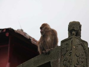 mont-emei-chine
