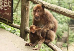 mont-emei-singe