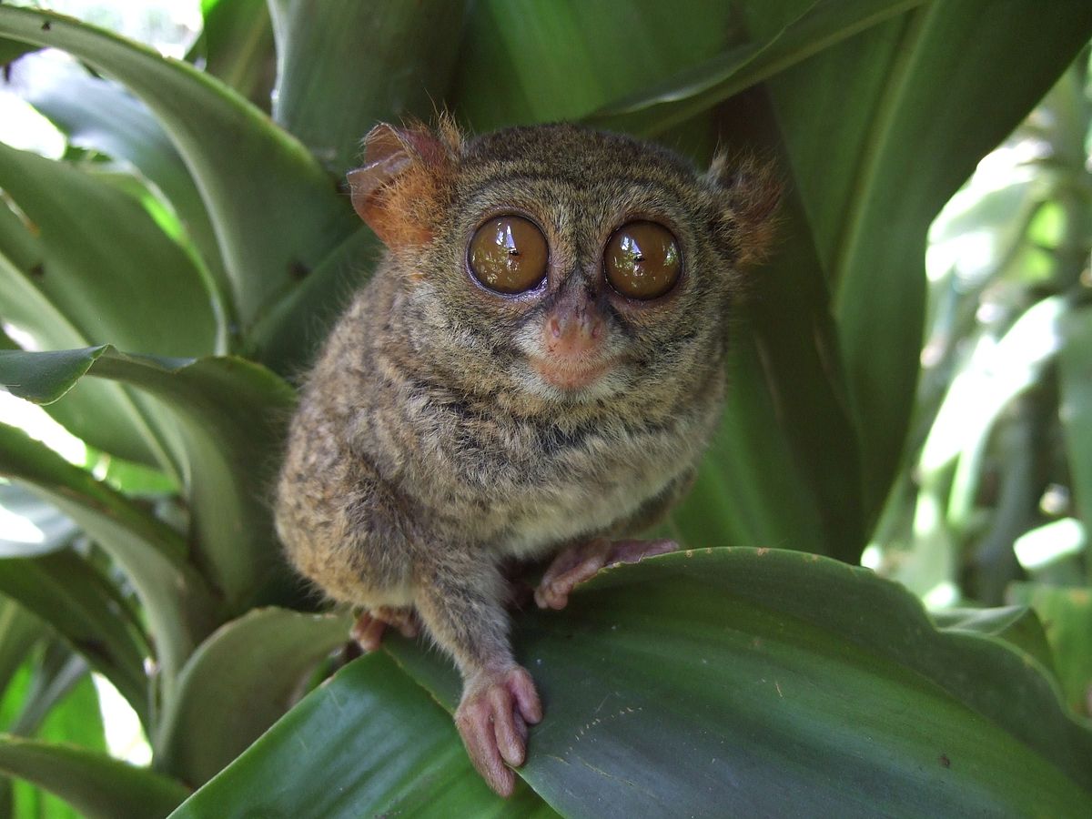 tarsier-philippines