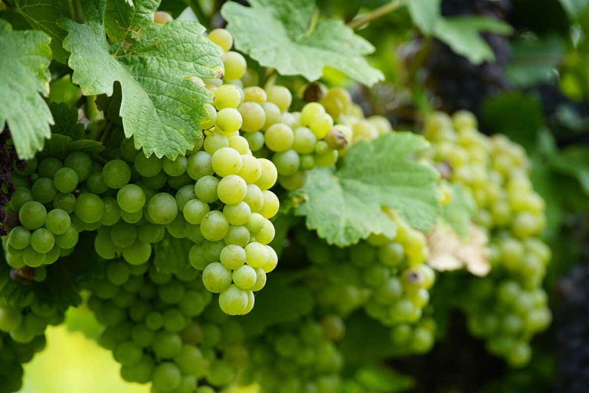 visite cave a vin